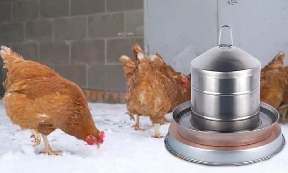 An image of chickens gathering around a water heater. 