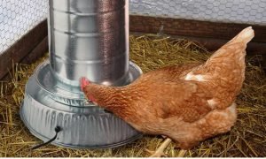 An image of a brown chicken drinking from a chicken water heater.