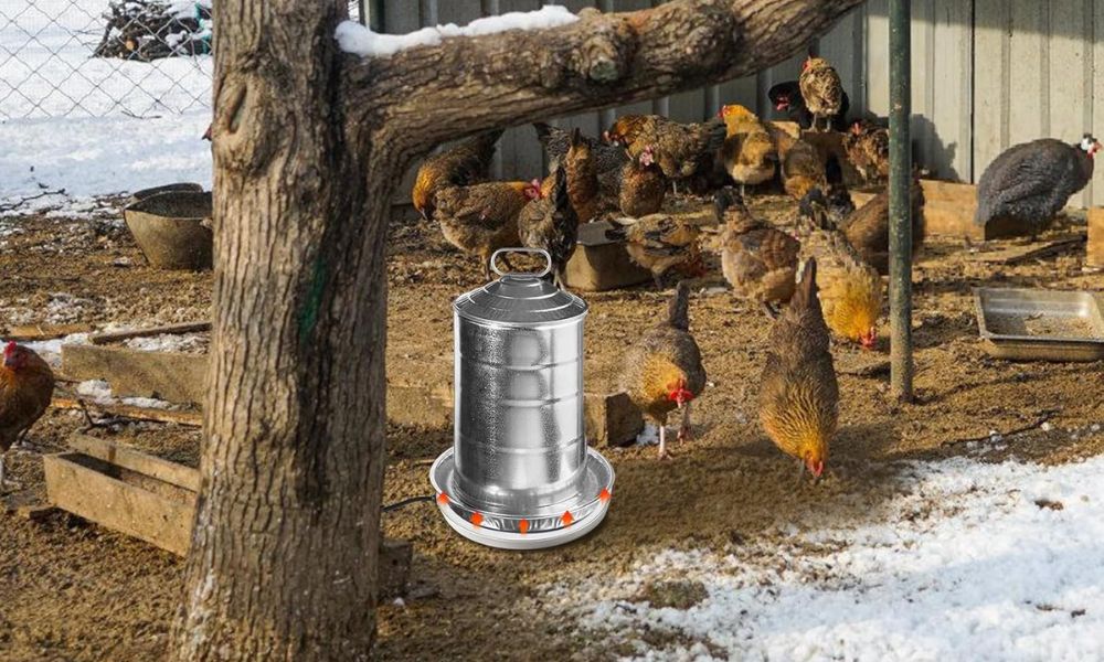 An image of chickens in an outdoor pen.