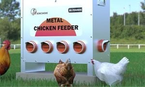 An image of a rat proof chicken feeder for home use.