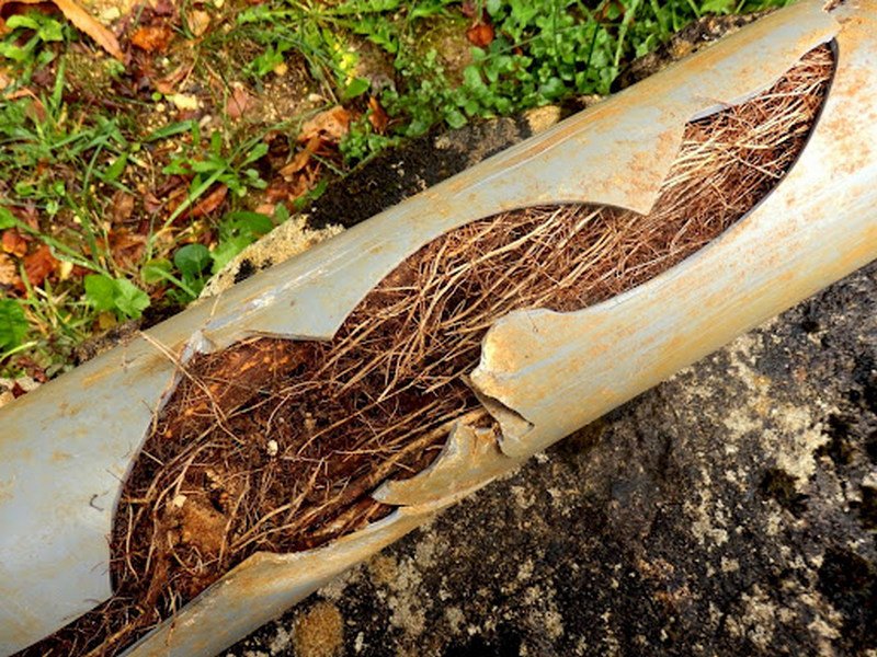 An image of root intrusion through a plumbing system. 