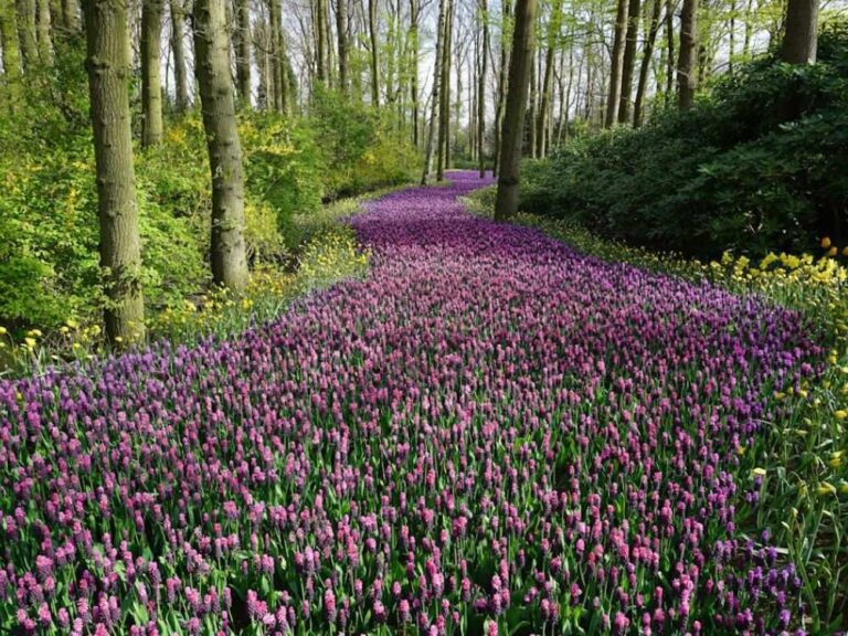 An image of an outdoor flower garden.
