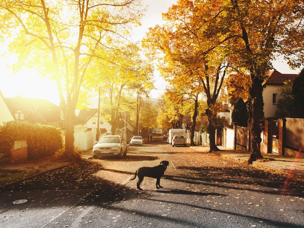 An image of a dog in a middle of a suburban street.