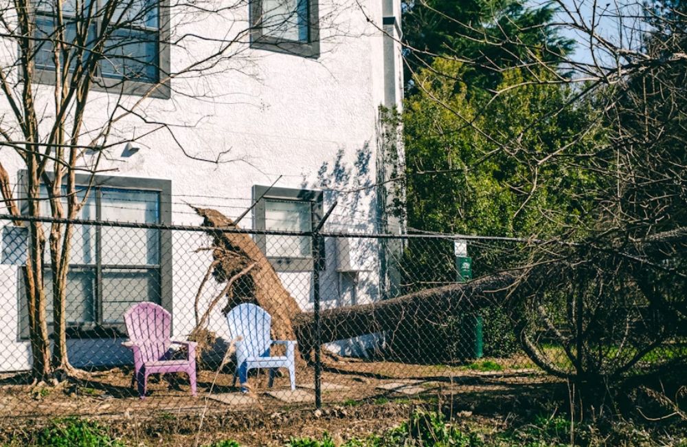 An image of a tree that has fallen down.