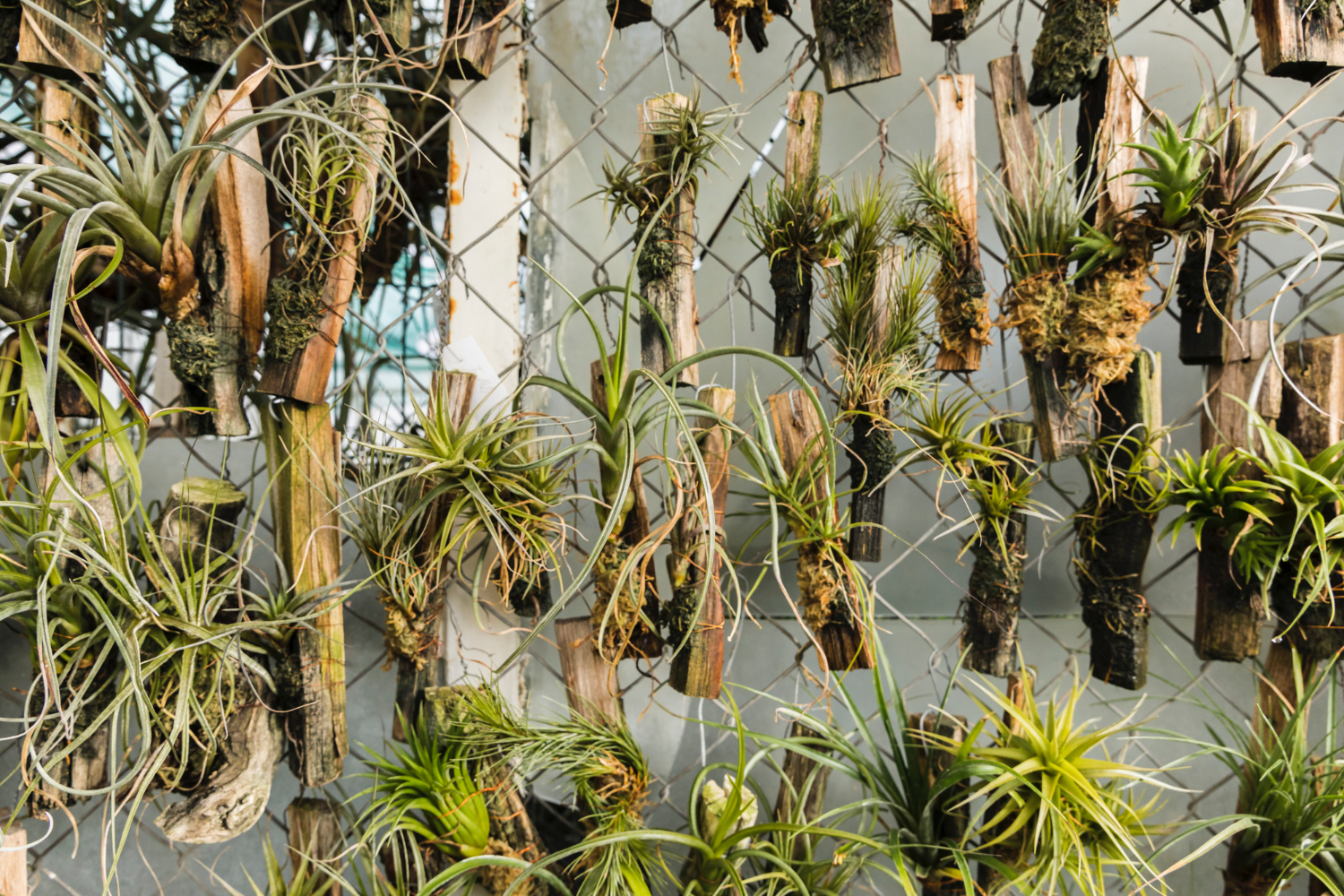 An image of a vertical garden.
