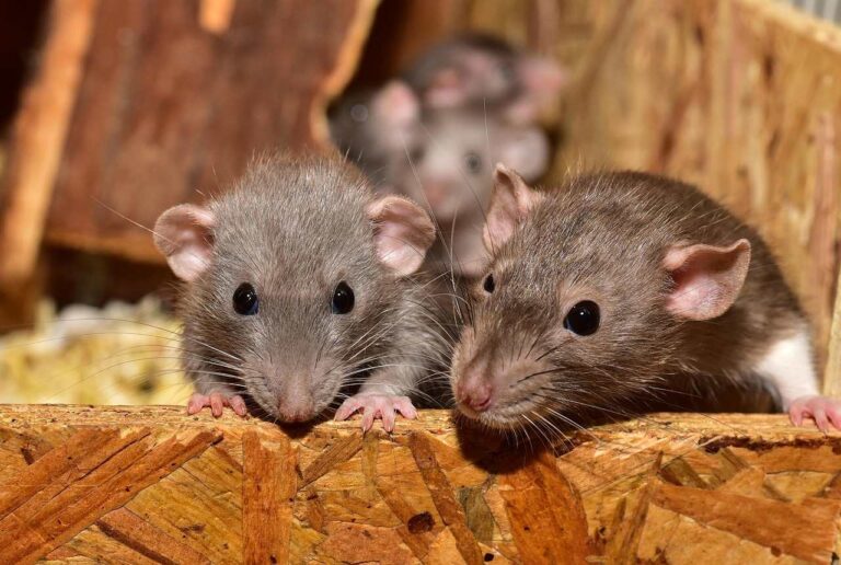 Rats living in a ceiling space