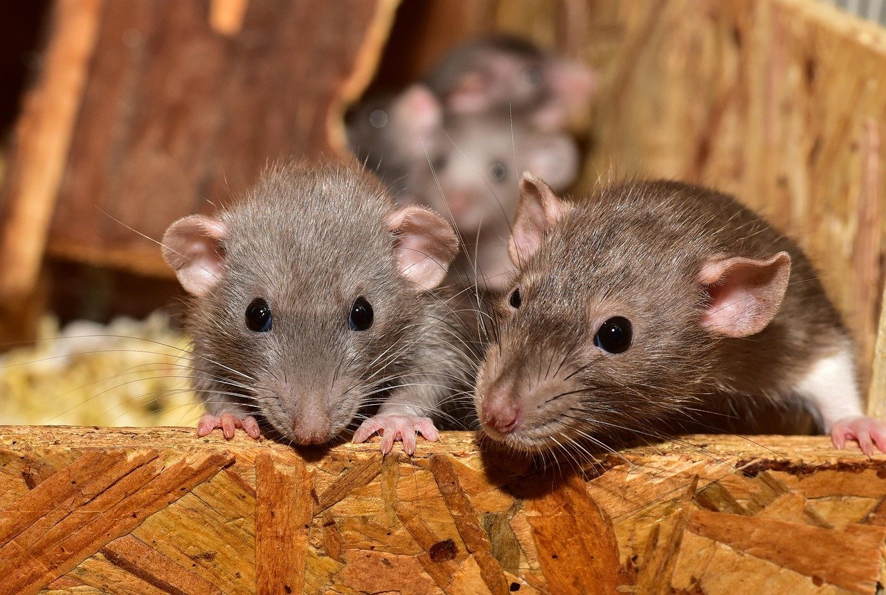 Rats living in a ceiling space