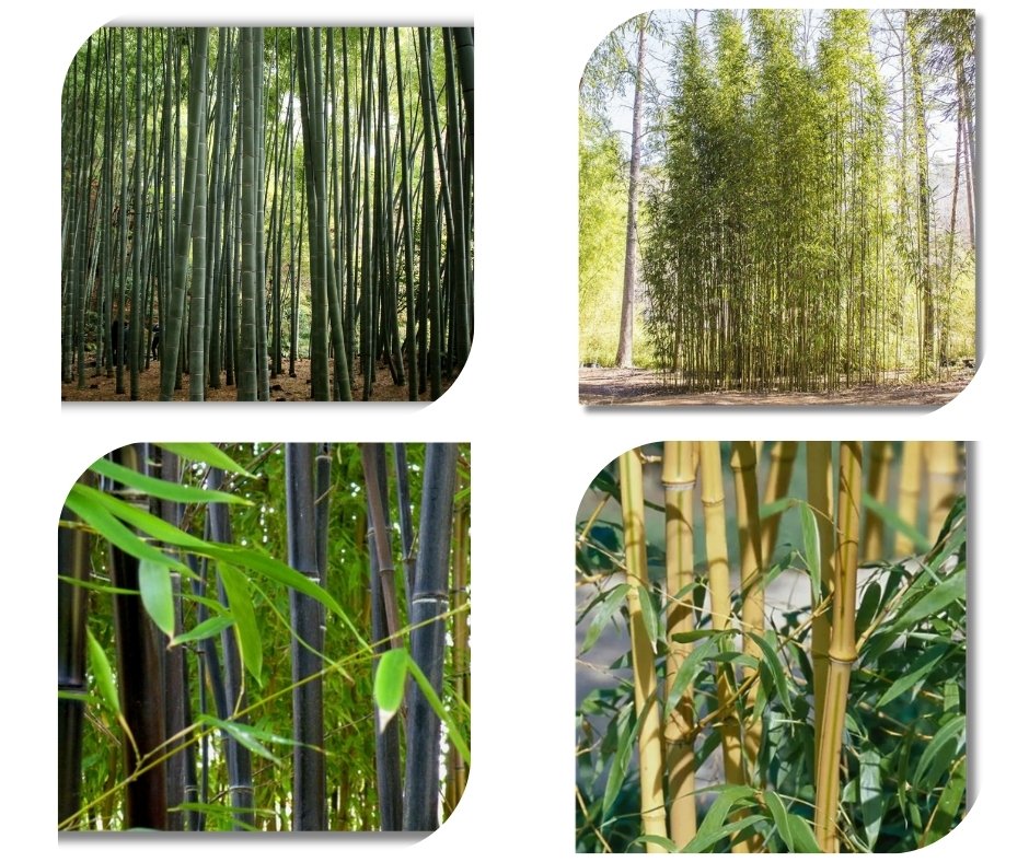 Types of Bamboo Suitable for Trellises