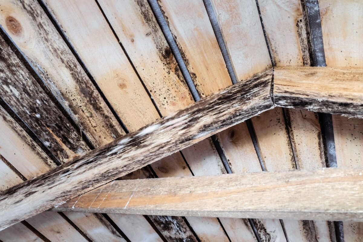 Mold in an attic space