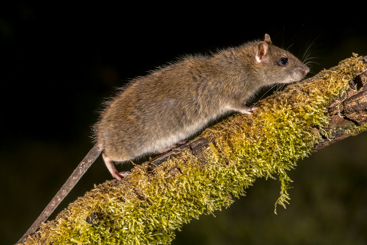 A rat on a tree branch.